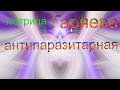 матрица Гаряева антипаразитарная