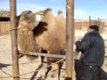 Wild Camel in captivity.MPG
