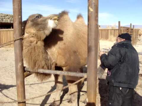 Thumbnail for Wild Camel in captivity.MPG