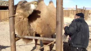 Wild Camel in captivity.MPG