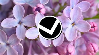 LACENTI - LILAC