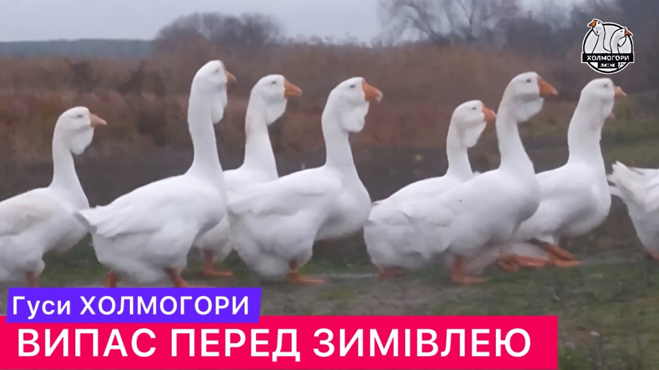 ГОТУЄМОСЬ ДО ЗИМИ. Гуси Холмогори (Сезон 2025)