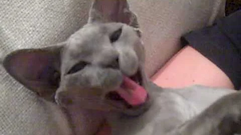 Video 5323091: cute devon rex, purr