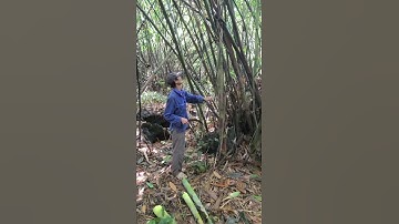 DŨNG THẬT THÀ || ĐI LẤY MĂNG RỪNG #dacsannuirung #khamphanuirung #mangrung