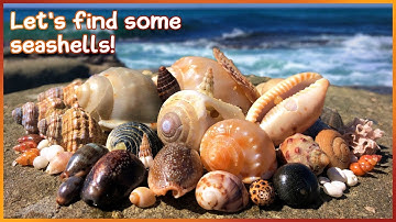Finding Seashells in Rock Pools | Low Tide Treasures [Virtual Shelling]