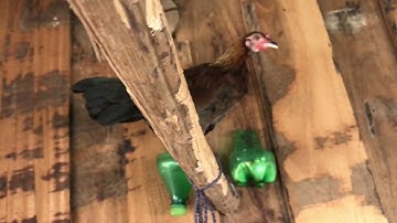 saib kuv tus me nyuam qaib dib os