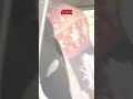 My Dog Refuses to Act Like a Normal Dog #shorts #pets #funny