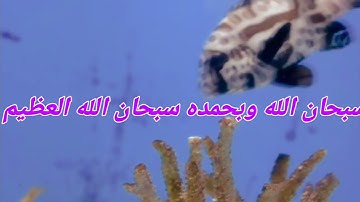 سورة النجم بصوت عبدالله بصفر