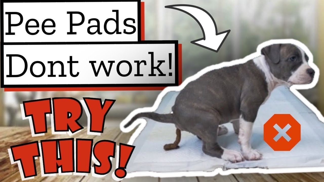 How to HOUSE BREAK a Pit bull Puppy! (Don't Use Pee Pads)