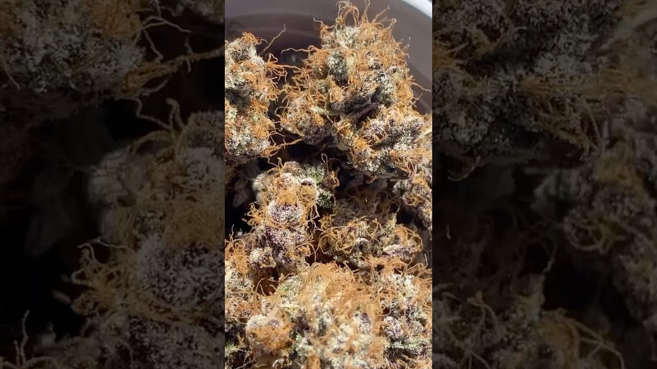 PURPLE MARMALADE (Tropicana cookies x why u gelly) 