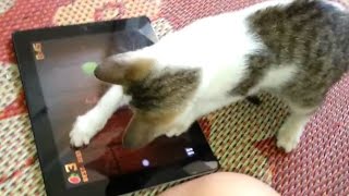 Most Funny Cats And Dogs Playing Fruit Ninja Compilation 2014