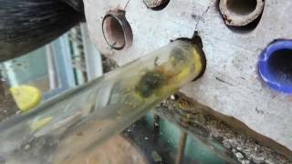 Včelky Samotářky Zednice Rohatá - Osmia Cornuta Úprava Pylu Do Bochníku