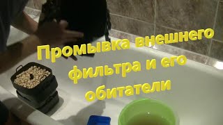 Промывка внешнего фильтра и его обитатели