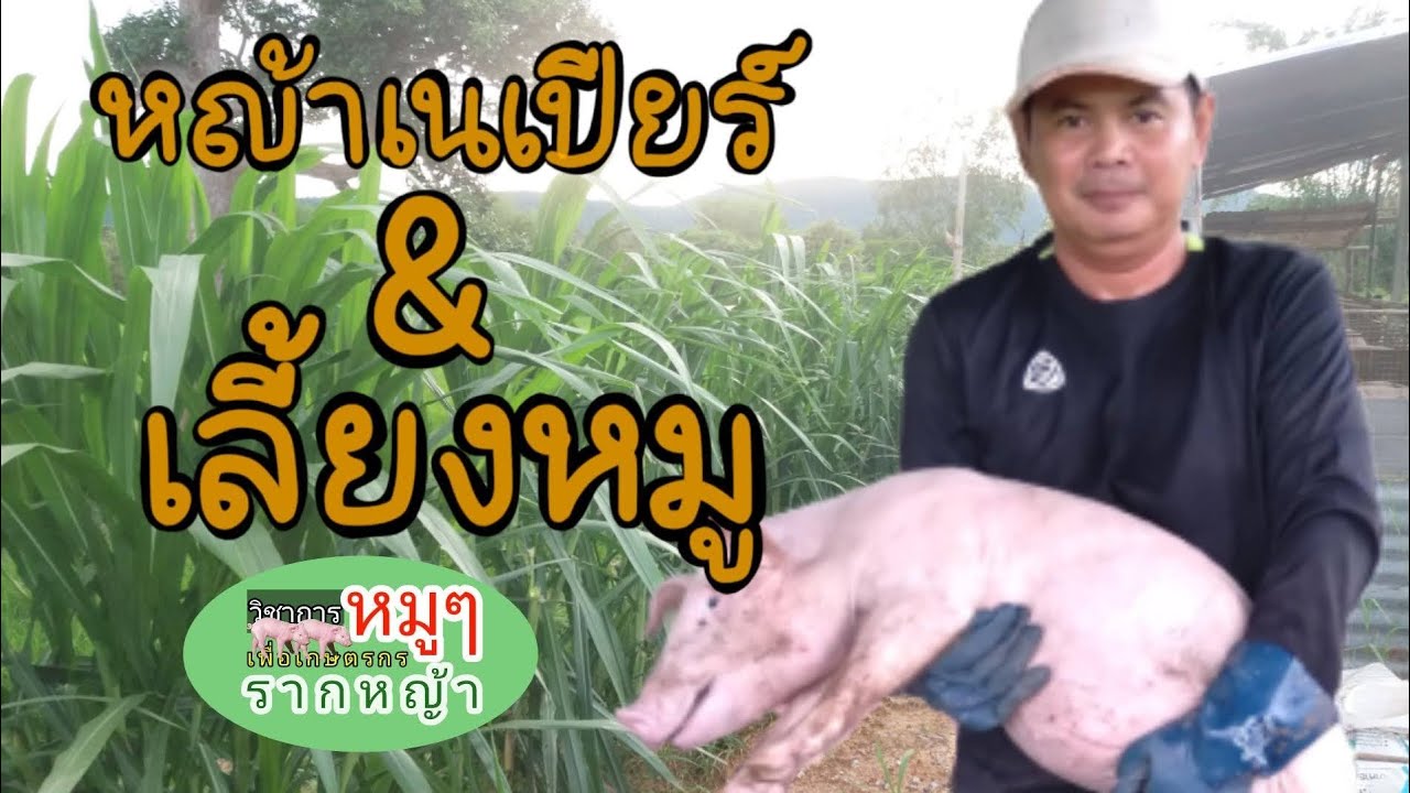 #หญ้าเนเปียร์&เลี้ยงหมู เอาน้ำขี้หมูมาปลูกหญ้าเนเปีย์ขายกันเถอะ