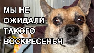 Спасение животных/ Воскресение в приюте 