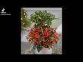 Christmas berry