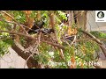 Crows build a nest - nature treat