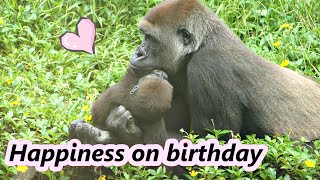 Gorilla baby Jabali / What did happen on Jabali's birthday? /金剛猩猩寶寶 Jabali生日的那一天