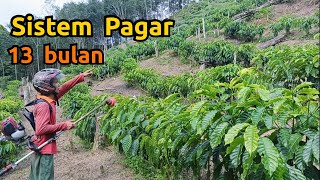 Fence system coffee review - Coffee plantation 13 months old coffee