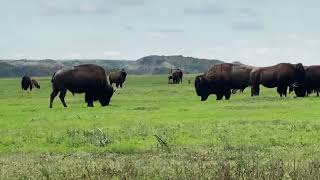 Walking through a herd of bison