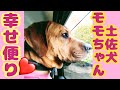 【幸せ便り】土佐犬モモちゃんからの幸せ報告2021.7