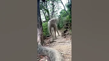 ظهور حيوان غريب في غابات الامازون بالبرازيل 
