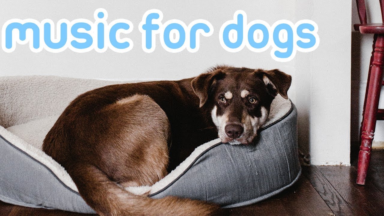 youtube dog separation anxiety music