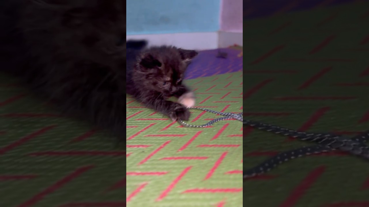 Ketten new members masti chalu 