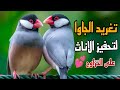 تغريد الجاوا فينش لتحفيز الإنات على التزاوج Chante Padda De Java 
