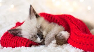 Download lagu 10 hours of cat's favorite music 😽🎵Lullabies for cats without commercials, relaxing healing music