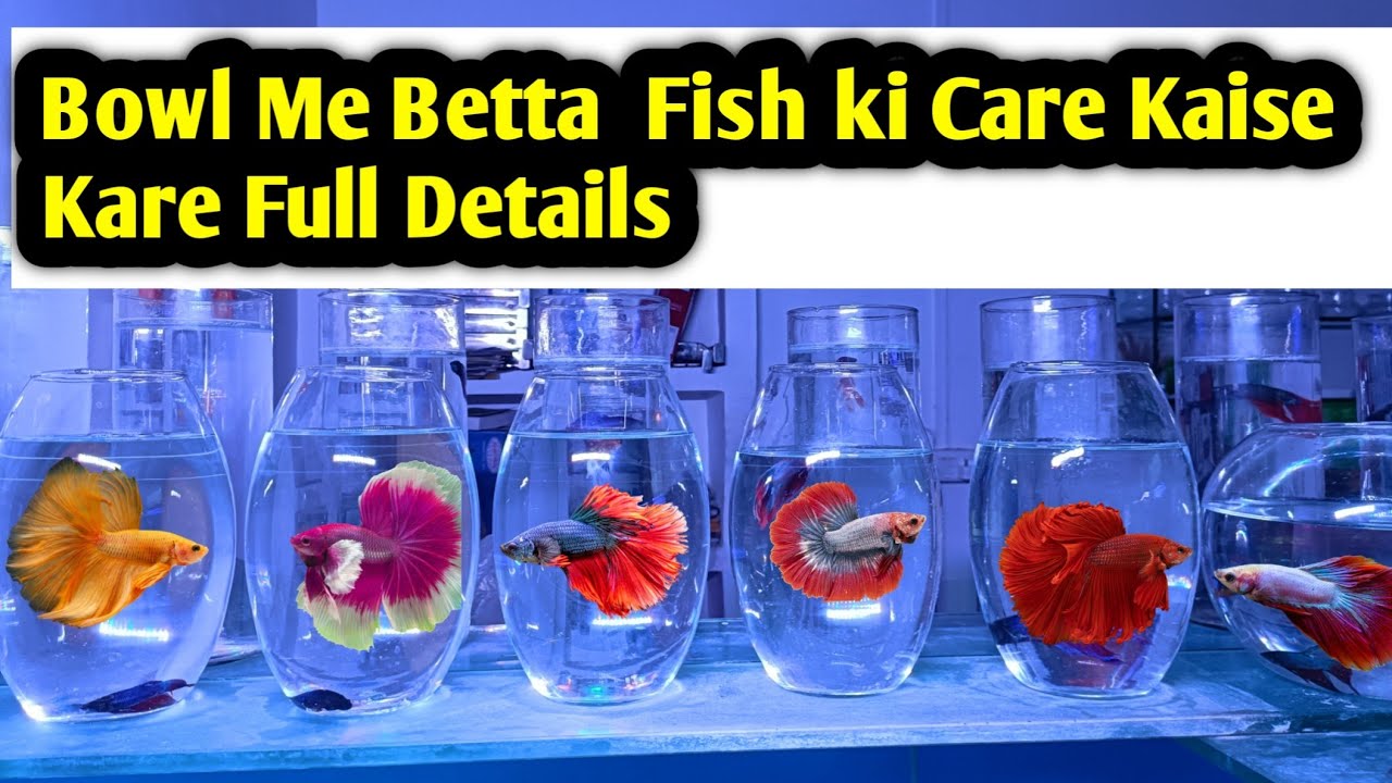 Bowl Me Betta Fish ki Care Kaise KareHow To Care Betta Fish In Bowl