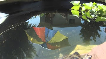 Nature of ONTARIO - BABY SNAPPING TURTLE - GoPro Hero3 Underwater Clairty test