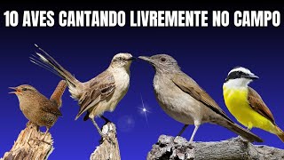 SHOW de CANTO das AVES LIVRES na NATUREZA ...