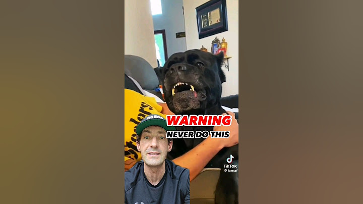 AGGRESSIVE Cane Corso Attacks Owner #shorts #canecorso #dogtraining #dog