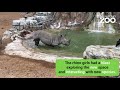 RHINOS!