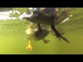 Amazing Ducklings Swimming--Underwater View