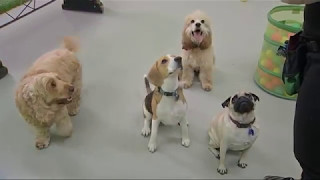 Pet owners warned of deadly dog virus