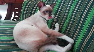 Beautiful Siamese cat new by Siam Cat Fam 37 views 2 years ago 8 minutes, 19 seconds