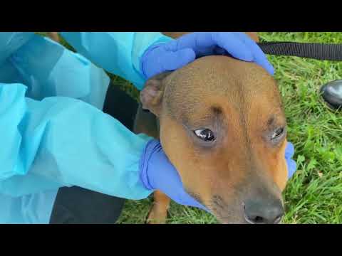 Video: Provedba zakona nema obuku i resurse za ispravno adresiranje borbe pasa po novom ASPCA izvješću