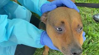 ASPCA Animal Relocation Pre-Load Exam