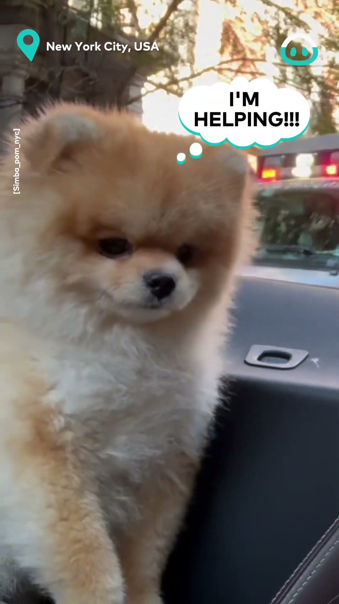 Pup Helps to signal a passing Ambulance || ViralHog