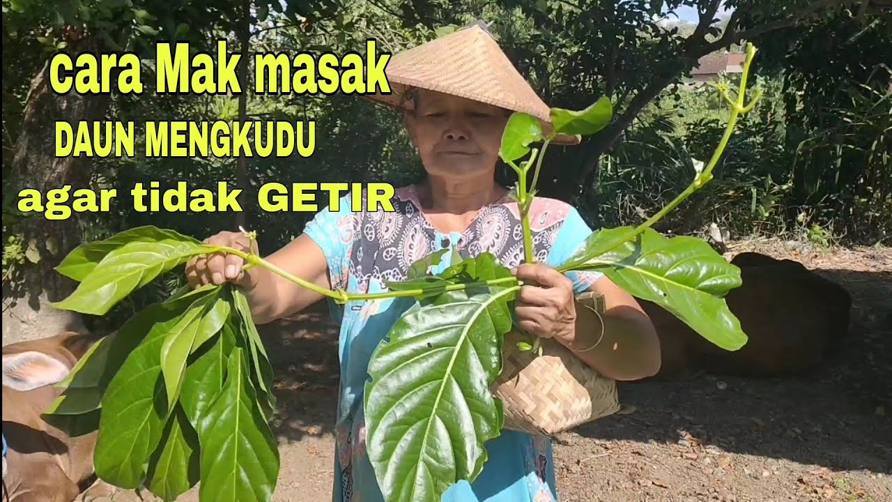 cara tumis daun mengkudu biar tidak getir dimulut