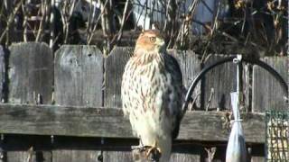 Cooper's Hawk at Bird Feeder