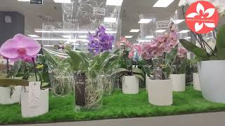 Обзор орхидей в магазине Luxury Plants город Москва