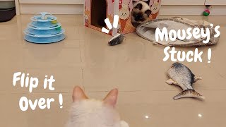 Cats and the Tricky Mouse ! 🐱⚔️🐭 by Eli & Mocha 1,613 views 2 months ago 1 minute, 35 seconds
