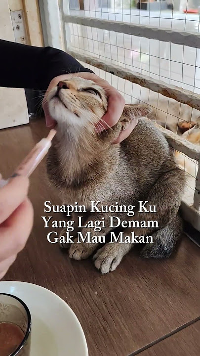 Suapin Kucing Ku Gak Mau Makan #shorts #cat #kucing #kitten #catlovers #animals