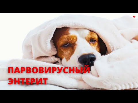 ПАРВОВИРУСНЫЙ ЭНТЕРИТ