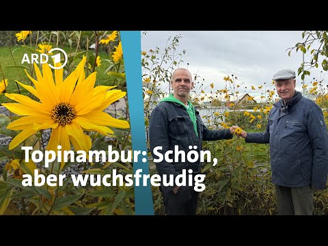Neophyt Topinambur: Essbar, pflegeleicht - aber ausbreitungswütig | MDR Garten | MDR