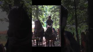 Furman Miki  #horse #animals #cowboys #drafthorses  #vilagelife  #mountains