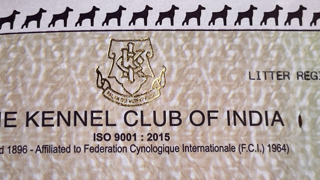 What Is Kci Full Information YouTube what-is-kci-full-information-youtube
